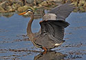 Ardea herodias